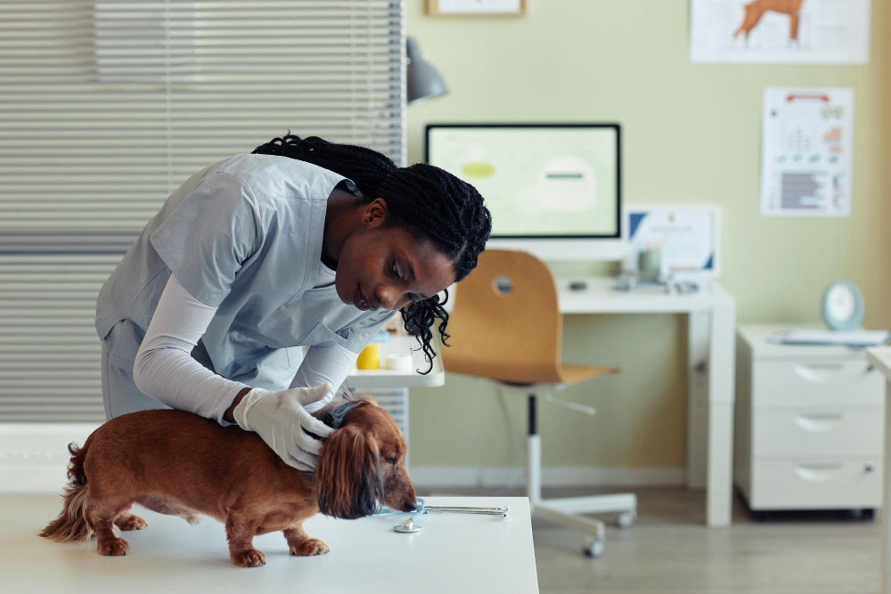 Changer d'assurance animaux : est-ce vraiment simple ? les étapes concrètes pour changer d'assurance animaux sans stress